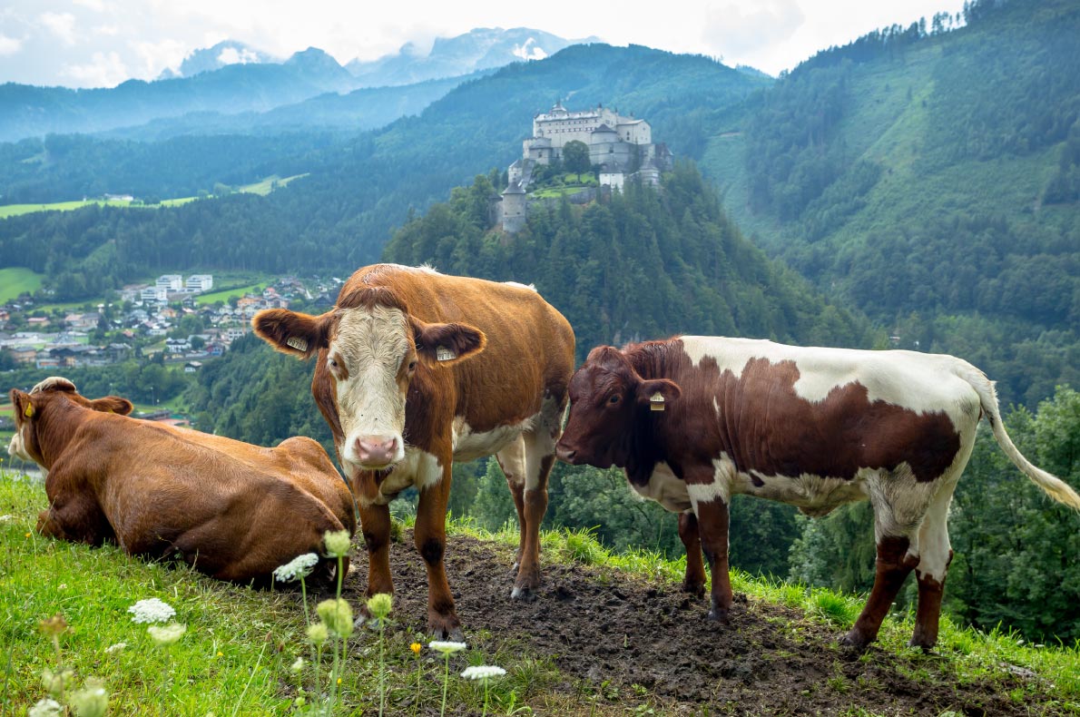 Best castles in Austria - Hohenwerfen Castle 