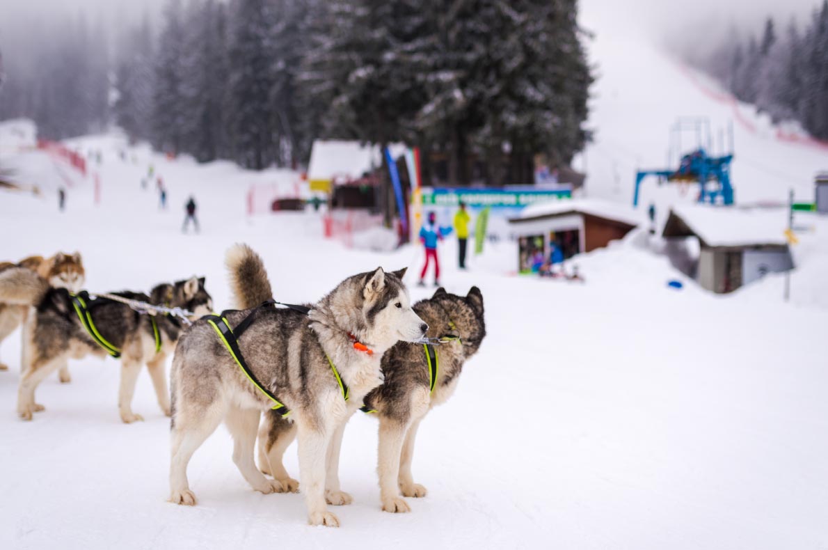 Best ski resorts in Bulgaria - Pamporovo