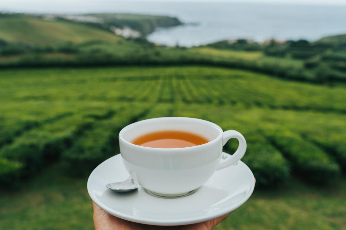 Best Sustainable Destination in Europe - Azores - Cha Gorreana in Sao Miguel Island - Copyright  HeadSpinPhoto    - European Best Destinations