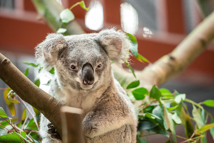 Best things to do in Antwerp - Antwerp zoo -  Copyright Visit Antwerp