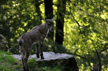 Bielefeld top things to do - Olderdissen Zoo Copyright Eisfrei