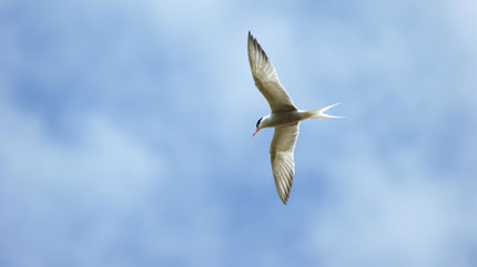 Birds in Moulins