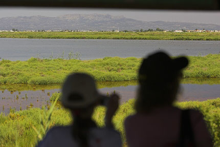 Birdwatching Elbro Delta 