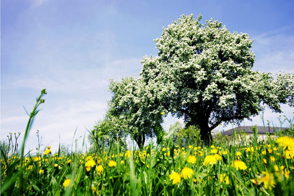 Blossom of pear trees in Mostviertel 