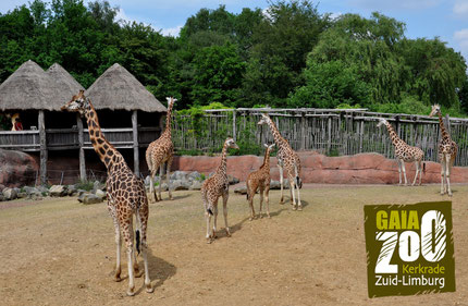 GaiaZoo