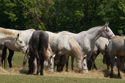 Horse riding in Dakovo Croatia