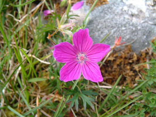 The Burren - European destinations of Excellence - European Best Destinations Copyright Burren Geopark 