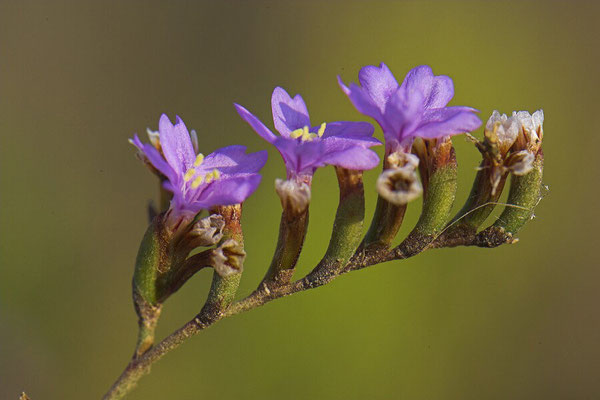 The Elbro Delta National Park - European Destinations of Excellence - European Best Destinations 