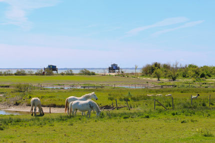Madame Island Rochefort Ocean