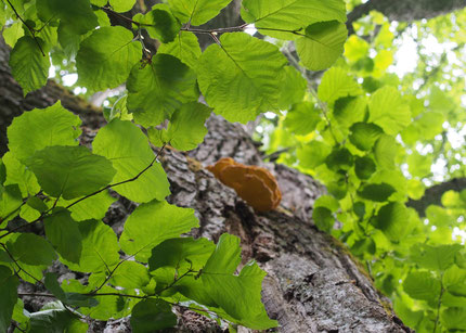 Outdoors activities in Fiskars