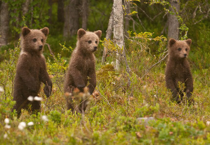 Wildlife watching - Wild Taiga